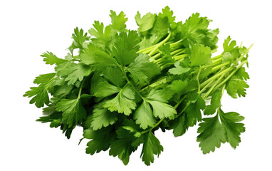 Vibrant Green Parsley on Transparent Background