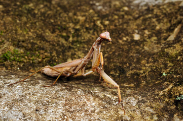 Mittelmeer-Gottesanbeterin // Mediterranean mantis (Iris oratoria) - Peloponnes, Griechenland