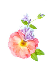 floral layout of pink roses on a white background. Top view. Spring or summer floral background with copy space. 