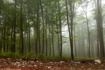  Foggy forest landscape with broadleaf trees.
