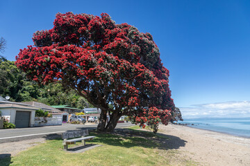 Pohutukawa Tree on beach coastline. Thames, Coromandel Peninsula, New Zealand.