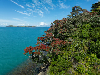 Aerial: Flowering pohutukawa  trees and turquoise water. Coromandel, Coromandel Peninsula, New...
