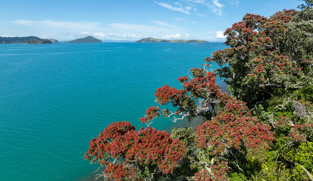 Aerial: Flowering pohutukawa  trees and turquoise water. Coromandel, Coromandel Peninsula, New Zealand.