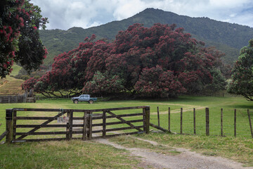 Farm gate, ute truck and giant flowering pohutukawa tree in the far north of Coromandel Peninsula, New Zealand.