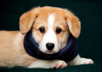cute welsh corgi puppy in a scarf