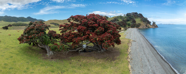 Aerial: flowering pohutukawa trees on the ocean foreshore. Far north of Coromandel, Coromandel...