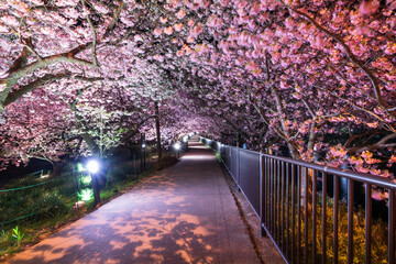 春の河津町　河津川沿いでライトアップされた河津桜のトンネルを歩く【静岡県】　
Kawazu town in spring. Walk through the illuminated Kawazu cherry blossom tunnel along the Kawazu River - Shizuoka, Japan