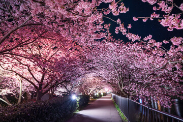 河津川沿いのライトアップされた美しい河津桜【静岡県・河津町】　
Beautiful Kawazu cherry blossoms lit up along the Kawazu River - Shizuoka, Japan