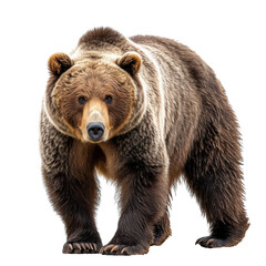 Lonely Brown Bear Isolated on Transparent or White Background, PNG