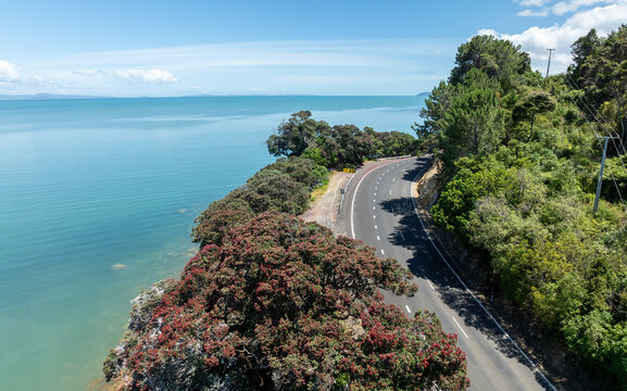 Aerial: Flowering pohutukawa tress along coastline road. Thames, Coromandel Peninsula, New Zealand.