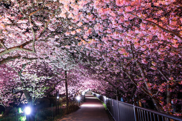 春の河津町　河津川沿いでライトアップされた河津桜のトンネルを歩く【静岡県】　
Kawazu town in spring. Walk through the illuminated Kawazu cherry blossom tunnel along the Kawazu River - Shizuoka, Japan