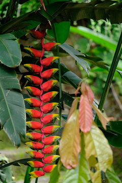 Heliconia rostrata the hanging lobster claw or false bird of paradise, is a herbaceous perennial plant native to El Salvador, Peru, Bolivia, Colombia, Venezuela, Costa Rica, and Ecuador. blurred image