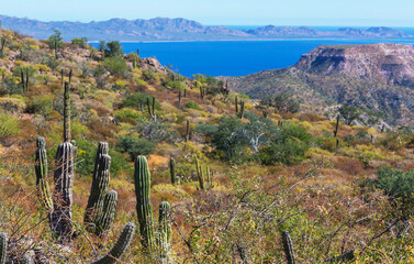 Obraz premium Cactus in Mexico