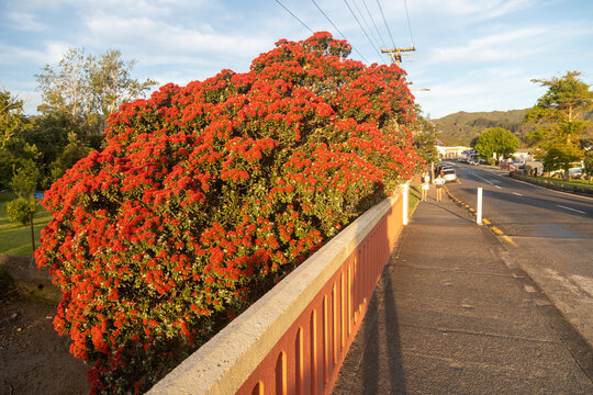 Flowering pohutukawa tree on a bridge. Coromandel, Coromandel Peninsula, New Zealand.