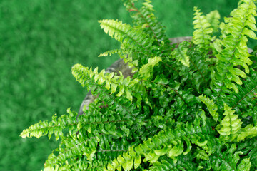 Beautiful fresh Boston fern in a pot in the home garden.