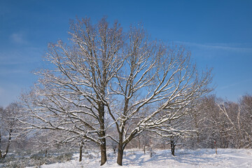 Winter time, beautiful snow landscape impressions, white landscape