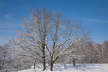 Fototapeta premium Winter time, beautiful snow landscape impressions, white landscape