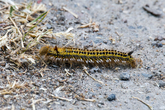 Grasglucke oder Trinkerin (Euthrix potatoria) ist ein Schmetterling (Nachtfalter)