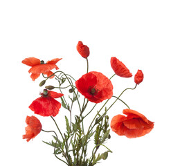 Obraz premium Bouquet of wild Poppies isolated on white background.