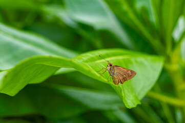macro of a bug