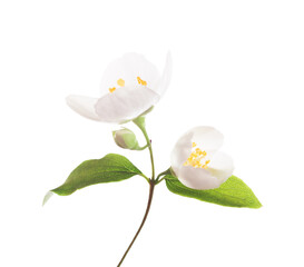 Fresh sprig of  Jasmine (Philadelphus) with white flowers and bud  isolated on white background. Selective focus.