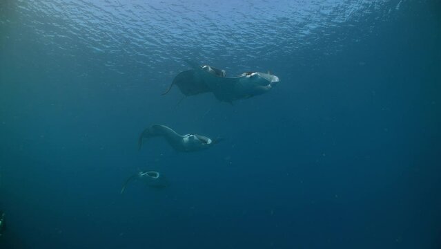Underwater shot of 7 Manta Rays swimming and crashing into camera