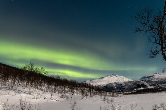 Gr&uuml;ne Nordlicher &uuml;ber einem offenen W&auml;ldchen in den Norwegischen Bergen, nahe bei Narvik bei verschneiter Winterlandschaft