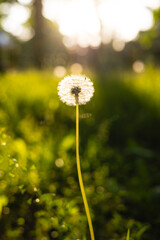Fototapeta premium Fluffy dandelion in the sunlight