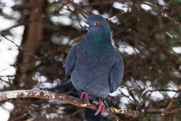 Gray dove on a branch