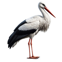 stork isolated on transparent or white background, PNG