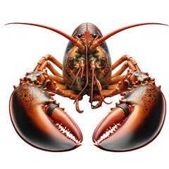 raw lobster isolated on transparent or white background, PNG