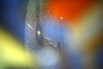 Eine Spinne in ihrem Netz, mit Tautropfen und Regenbogenfarben.