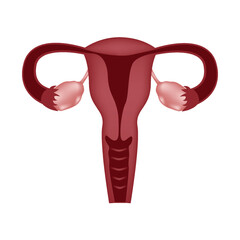 Uterus, female reproductive system, vector illustration