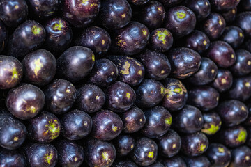 Heap of fresh ripe eggplants close up. Organic Fresh violet egg plants