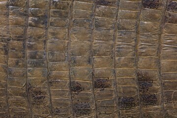 Closeup detail of crocodile skin.