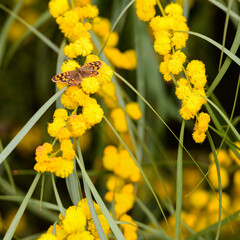 MARIPOSA MACULADA (PARARGE AEGERIA) SOBRE LAS FLORES AMARILLAS DE UNA ACACIA