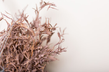 An enchanting spring-themed background featuring close-up shots of dried brown stems intertwined with delicate flowers, perfect for adding a touch of rustic charm to any space