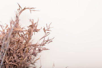 Crisp backdrop of springtime vibes with brown, dried flower stems - ideal for websites, product packaging, or nature-themed advertisements