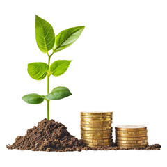 young plant with stack of gold coins on transparent background, investment
