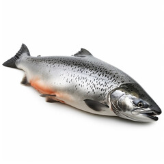 Obraz premium Salmon fish isolated on white color background