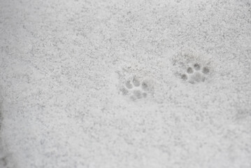 Cat paws in the snow, snow texture with cat paws.