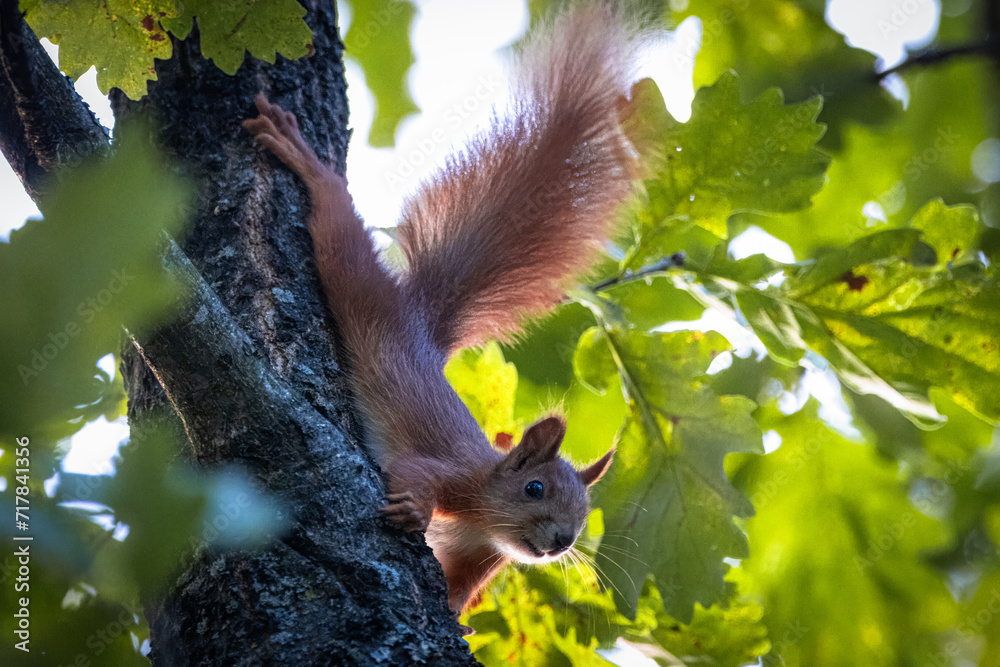 Wall mural a red squirrel climbs down on an oak tree trunk right towards the camera lens on a sunny fall day.
