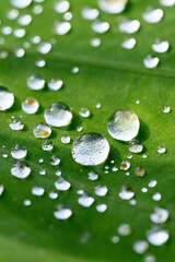Close-up of water droplets on a leaf