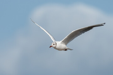 Fototapeta premium A black headed gull flying on sunny day in summer