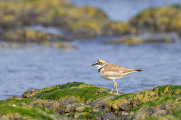 A Little Ringed Plover standing on the beach