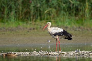 A White Stork standing near a pond