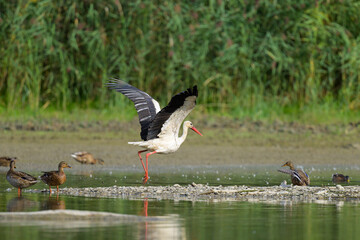 A White Stork flying low over water