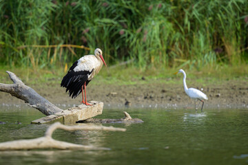 Two White Storks standing on a piece of wood
