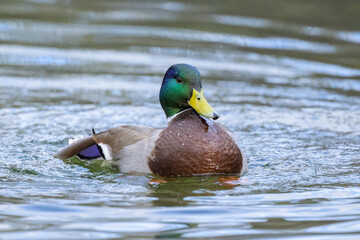 Portrait of a male mallard swimming in water