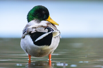 A male mallard standing in a pond